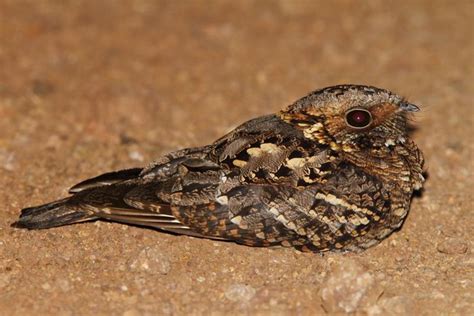  The Nightjar - Un Racconto Sudafricano del XXI Secolo sull'Ossessione e la Ricerca della Saggezza