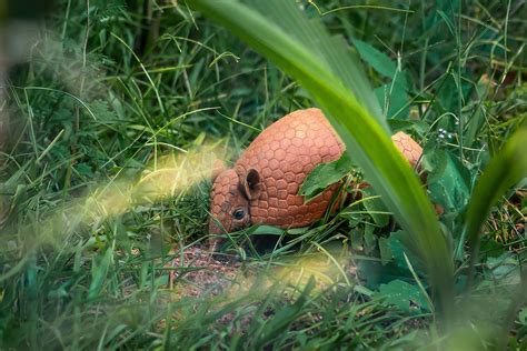  The Victory of the Humble Armadillo! A Timeless Brazilian Fable Exploring Courage and Resilience.